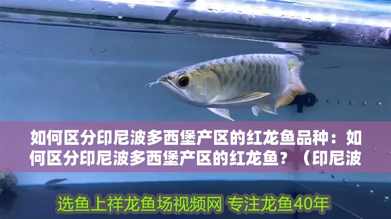 如何區分印尼波多西堡產區的紅龍魚品種：如何區分印尼波多西堡產區的紅龍魚？（印尼波多西堡地區的紅龍魚飼養需要注意什么）