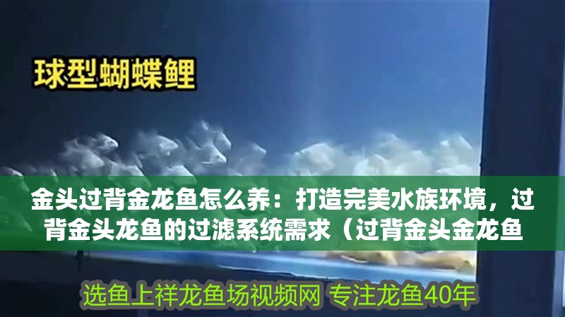金頭過背金龍魚怎么養：打造完美水族環境，過背金頭龍魚的過濾系統需求（過背金頭金龍魚對水質的需求）