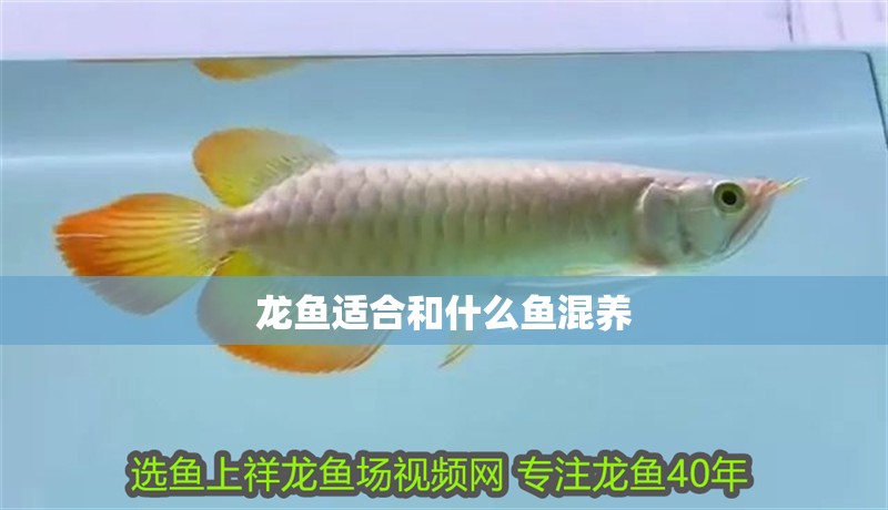 龍魚適合和什么魚混養(yǎng)