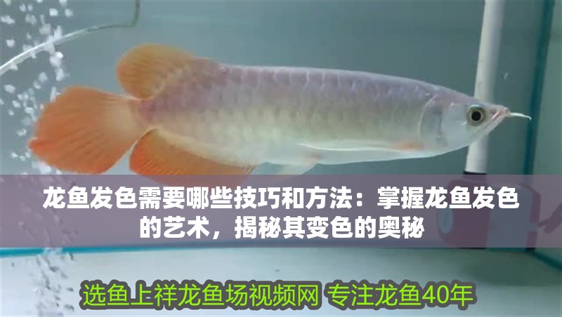 龍魚發色需要哪些技巧和方法：掌握龍魚發色的藝術，揭秘其變色的奧秘 龍魚發色需要哪些技巧和方法：掌握龍魚發色的藝術，揭秘其變色的奧秘 水族問答