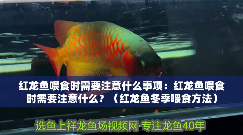紅龍魚喂食時需要注意什么事項：紅龍魚喂食時需要注意什么？（紅龍魚冬季喂食方法）