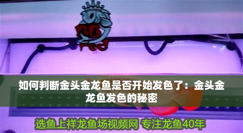 如何判斷金頭金龍魚是否開始發色了：金頭金龍魚發色的秘密