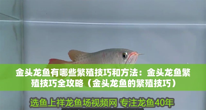 金頭龍魚有哪些繁殖技巧和方法：金頭龍魚繁殖技巧全攻略（金頭龍魚的繁殖技巧）