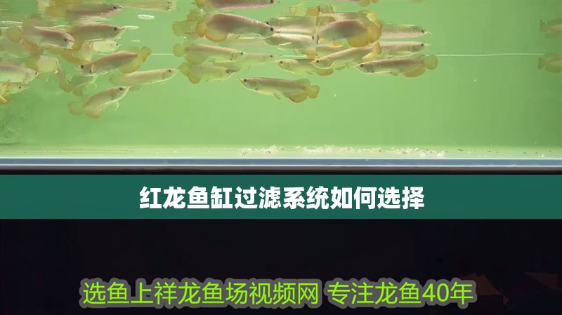紅龍魚缸過濾系統如何選擇