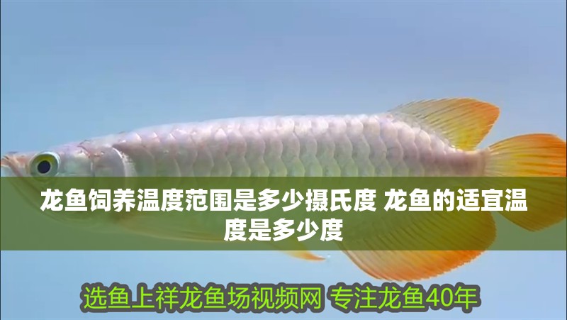龍魚飼養溫度范圍是多少攝氏度 龍魚的適宜溫度是多少度