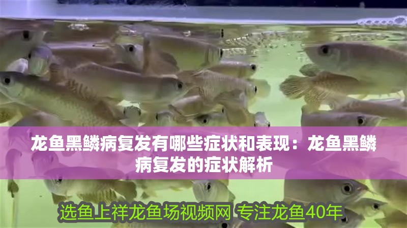 龍魚黑鱗病復發有哪些癥狀和表現：龍魚黑鱗病復發的癥狀解析