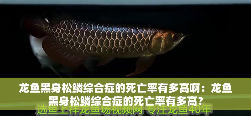 龍魚黑身松鱗綜合癥的死亡率有多高啊：龍魚黑身松鱗綜合癥的死亡率有多高？