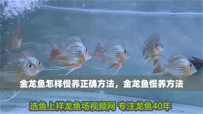 金龍魚怎樣慢養(yǎng)正確方法，金龍魚慢養(yǎng)方法