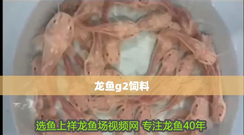 龍魚g2飼料