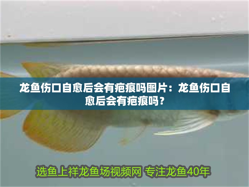 龍魚(yú)傷口自愈后會(huì)有疤痕嗎圖片：龍魚(yú)傷口自愈后會(huì)有疤痕嗎？