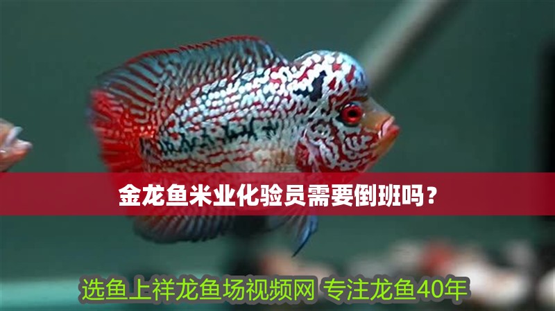 金龍魚米業化驗員需要倒班嗎？