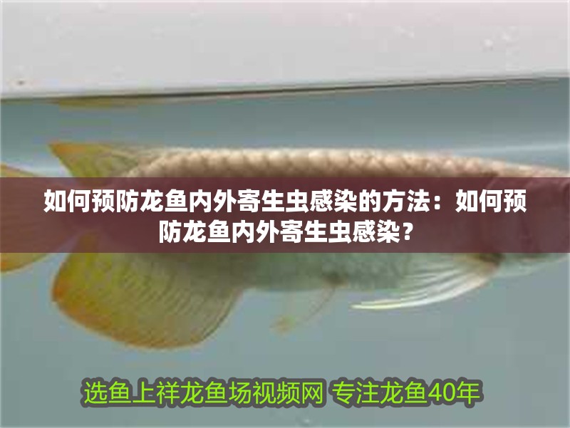 如何預(yù)防龍魚內(nèi)外寄生蟲感染的方法：如何預(yù)防龍魚內(nèi)外寄生蟲感染？