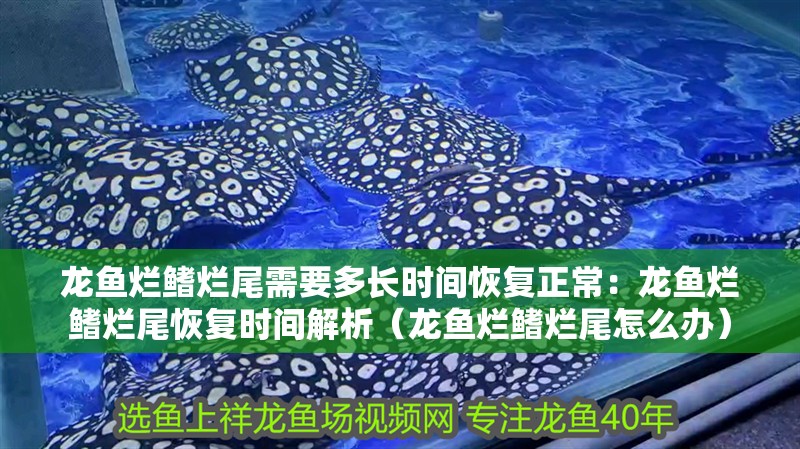 龍魚爛鰭爛尾需要多長時間恢復(fù)正常：龍魚爛鰭爛尾恢復(fù)時間解析（龍魚爛鰭爛尾怎么辦）