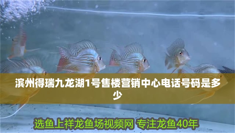 濱州得瑞九龍湖1號售樓營銷中心電話號碼是多少