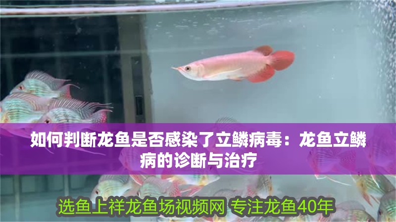 如何判斷龍魚是否感染了立鱗病毒：龍魚立鱗病的診斷與治療
