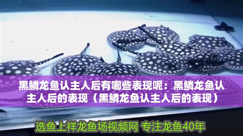黑鱗龍魚認主人后有哪些表現呢：黑鱗龍魚認主人后的表現（黑鱗龍魚認主人后的表現）