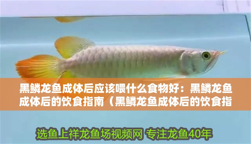 黑鱗龍魚成體后應該喂什么食物好：黑鱗龍魚成體后的飲食指南（黑鱗龍魚成體后的飲食指南）