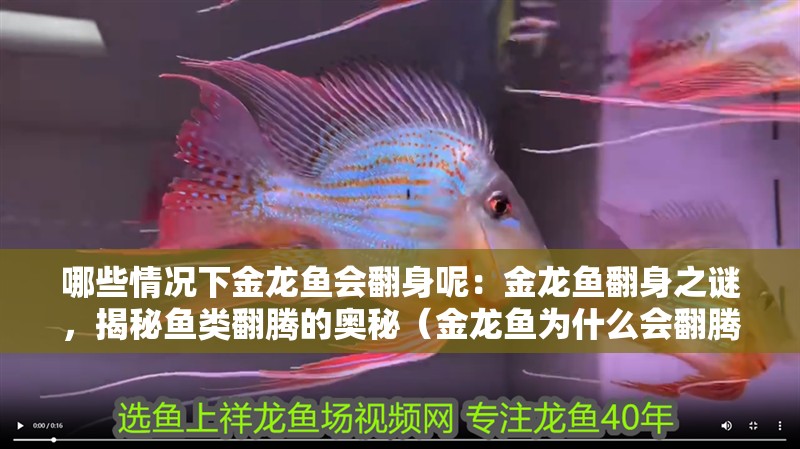 哪些情況下金龍魚會翻身呢：金龍魚翻身之謎，揭秘魚類翻騰的奧秘（金龍魚為什么會翻騰？）