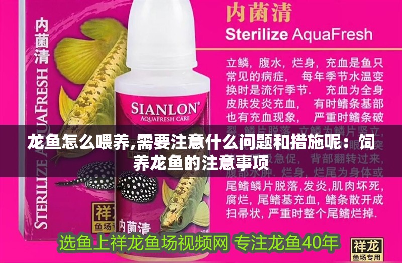 龍魚怎么喂養,需要注意什么問題和措施呢：飼養龍魚的注意事項 龍魚怎么喂養,需要注意什么問題和措施呢：飼養龍魚的注意事項 龍魚百科