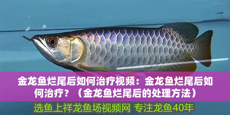 金龍魚爛尾后如何治療視頻：金龍魚爛尾后如何治療？（金龍魚爛尾后的處理方法） 金龍魚爛尾后如何治療視頻：金龍魚爛尾后如何治療？（金龍魚爛尾后的處理方法） 水族問答