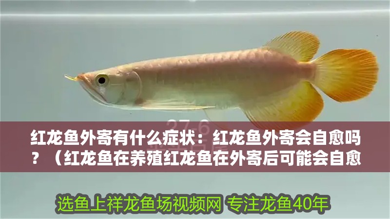 紅龍魚外寄有什么癥狀：紅龍魚外寄會(huì)自愈嗎？（紅龍魚在養(yǎng)殖紅龍魚在外寄后可能會(huì)自愈嗎，紅龍魚在外寄會(huì)自愈）