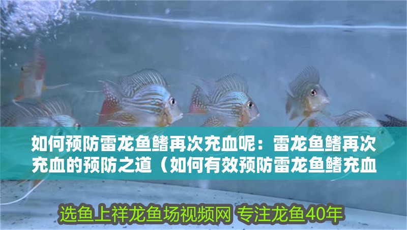 如何預防雷龍魚鰭再次充血呢：雷龍魚鰭再次充血的預防之道（如何有效預防雷龍魚鰭充血） 如何預防雷龍魚鰭再次充血呢：雷龍魚鰭再次充血的預防之道（如何有效預防雷龍魚鰭充血） 水族問答