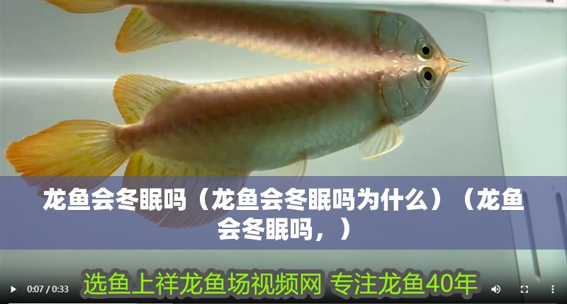 龍魚干蝦有營養(yǎng)嗎 龍魚會冬眠嗎(龍魚會冬眠嗎為什么)(龍魚會冬眠嗎,) 觀賞魚百科 龍魚會冬眠嗎(龍魚會冬眠嗎為什么)(龍魚會冬眠嗎,) 龍魚會冬眠嗎(龍魚會冬眠嗎為什么)(龍魚會冬眠嗎,) 觀賞魚百科