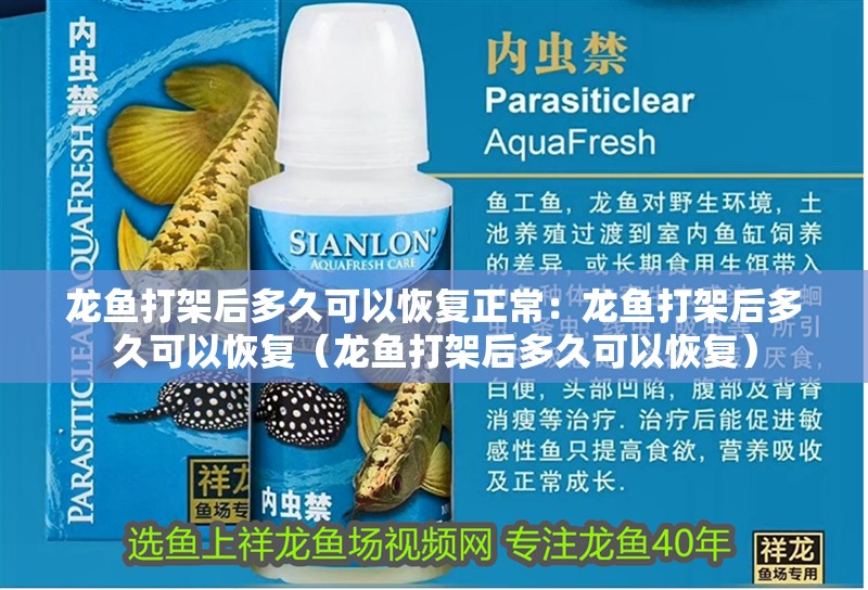 龍魚打架后多久可以恢復正常：龍魚打架后多久可以恢復（龍魚打架后多久可以恢復）