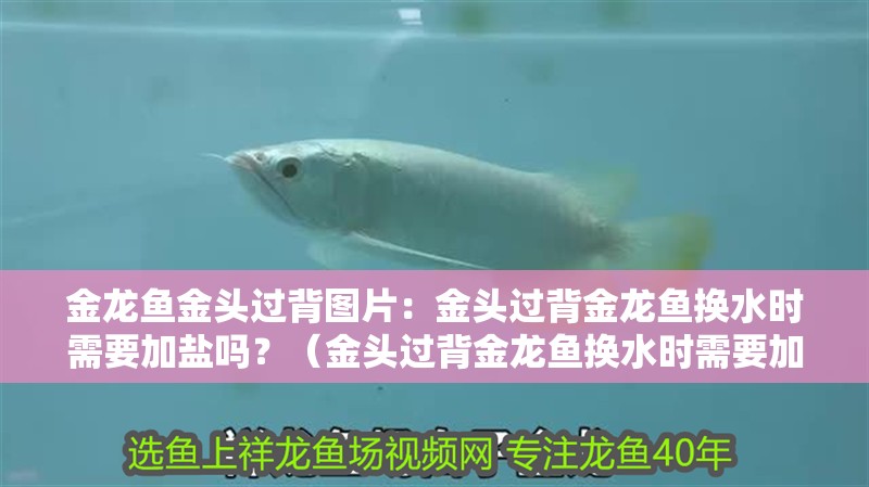 金龍魚金頭過背圖片：金頭過背金龍魚換水時需要加鹽嗎？（金頭過背金龍魚換水時需要加鹽嗎）