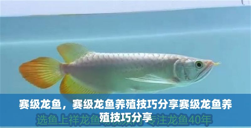 賽級龍魚，賽級龍魚養(yǎng)殖技巧分享賽級龍魚養(yǎng)殖技巧分享