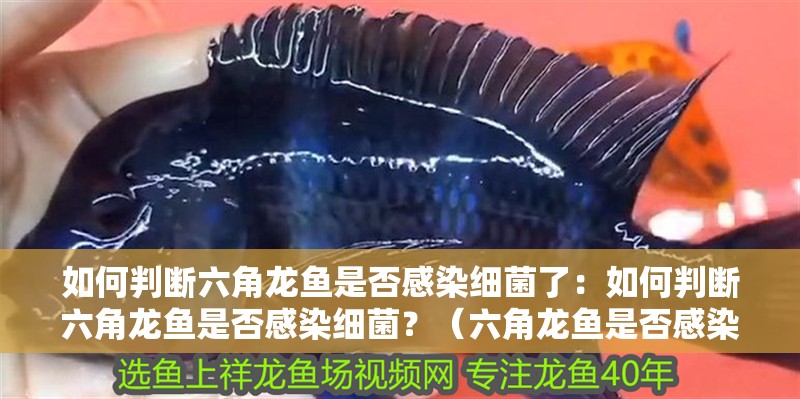 如何判斷六角龍魚(yú)是否感染細(xì)菌了：如何判斷六角龍魚(yú)是否感染細(xì)菌？（六角龍魚(yú)是否感染細(xì)菌）