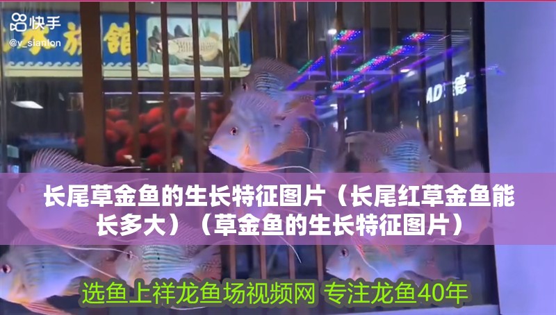 長尾草金魚的生長特征圖片（長尾紅草金魚能長多大）（草金魚的生長特征圖片）