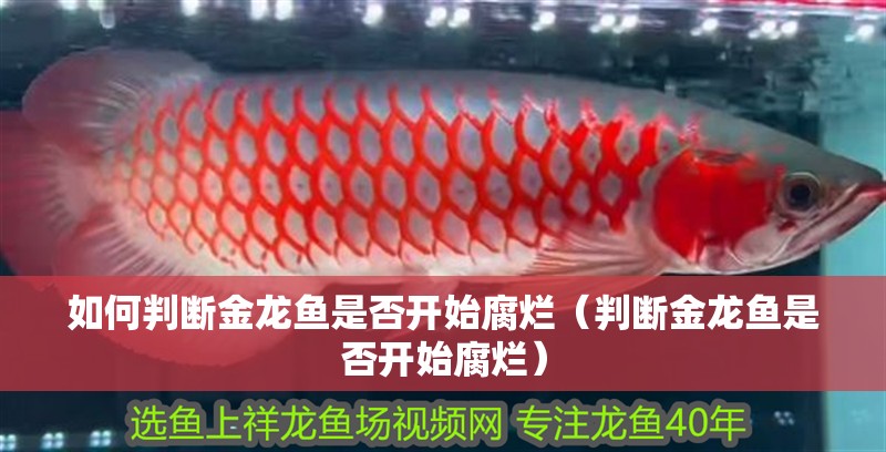 魚缸過濾器選購指南:自制魚缸過濾器魚缸上置過濾器對于養(yǎng)魚愛好者的必備知識 如何判斷金龍魚是否開始腐爛(判斷金龍魚是否開始腐爛) 龍魚百科 如何判斷金龍魚是否開始腐爛(判斷金龍魚是否開始腐爛) 如何判斷金龍魚是否開始腐爛(判斷金龍魚是否開始腐爛) 龍魚百科