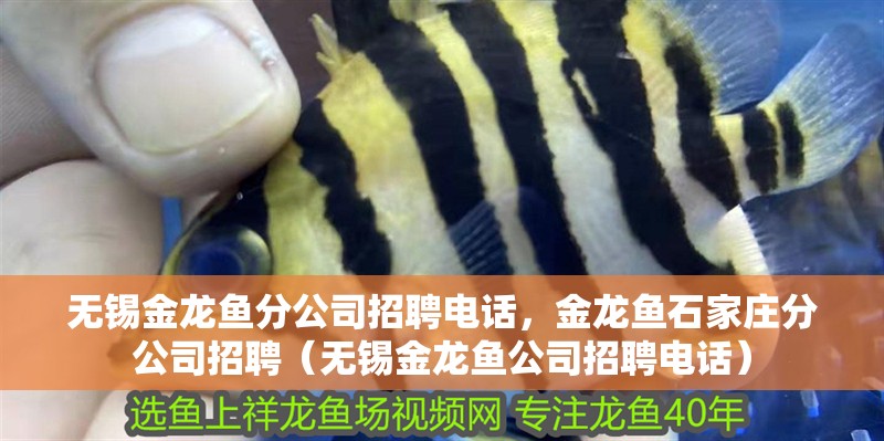 無錫金龍魚分公司招聘電話，金龍魚石家莊分公司招聘（無錫金龍魚公司招聘電話）