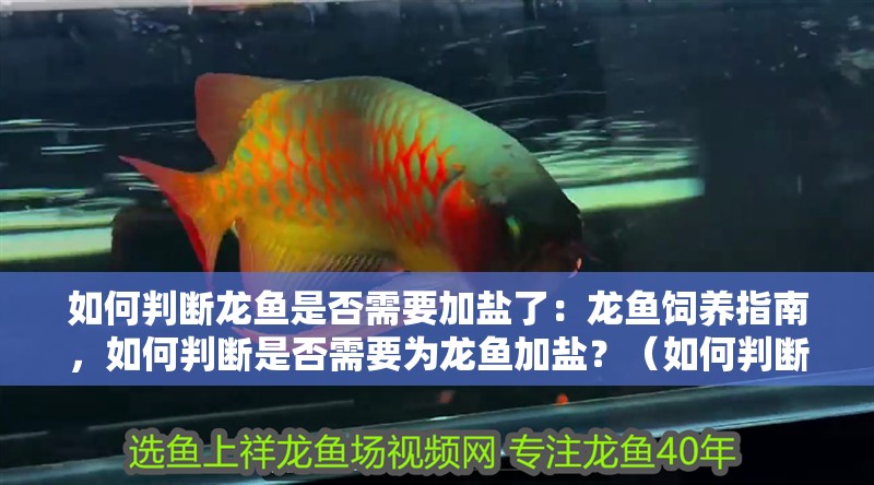 如何判斷龍魚是否需要加鹽了：龍魚飼養指南，如何判斷是否需要為龍魚加鹽？（如何判斷龍魚是否需要加鹽）