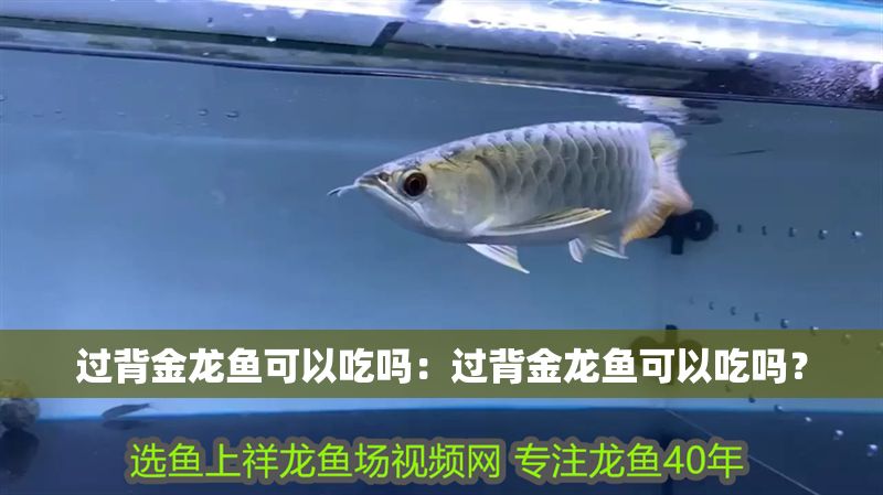 過背金龍魚可以吃嗎：過背金龍魚可以吃嗎？ 過背金龍魚可以吃嗎：過背金龍魚可以吃嗎？ 龍魚百科 第2張