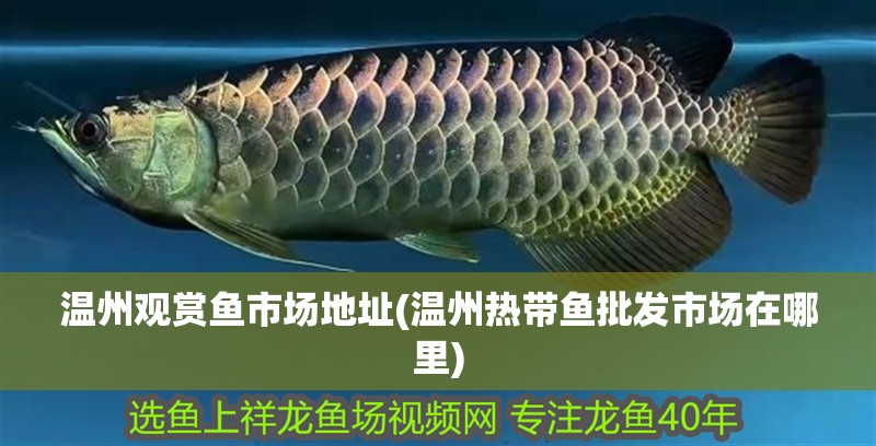 溫州觀賞魚市場(chǎng)地址(溫州熱帶魚批發(fā)市場(chǎng)在哪里)