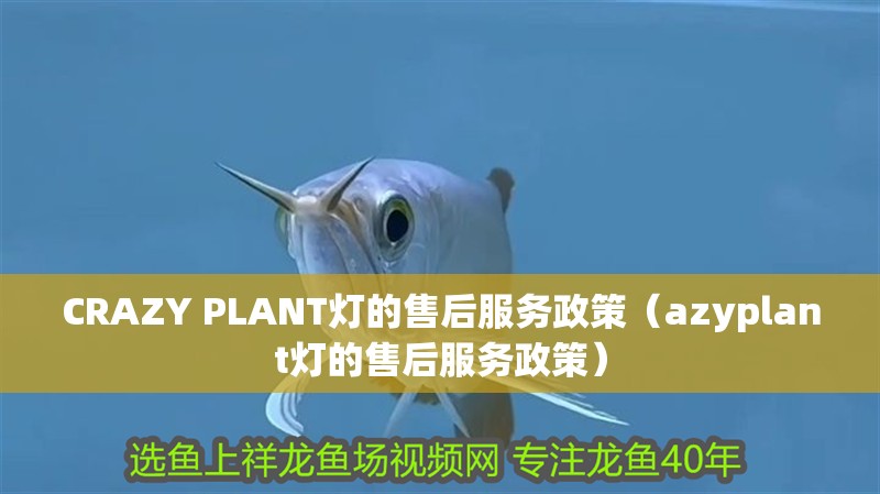CRAZY PLANT燈的售后服務政策（azyplant燈的售后服務政策）