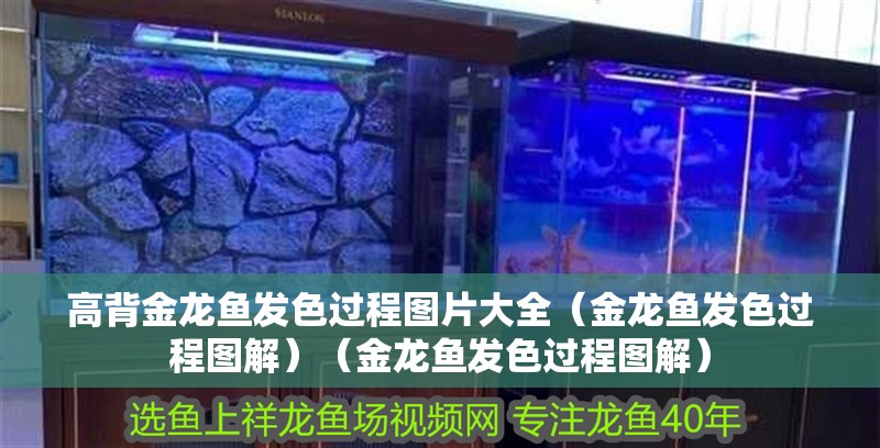高背金龍魚發色過程圖片大全（金龍魚發色過程圖解）（金龍魚發色過程圖解）