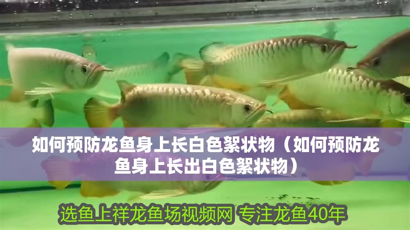 如何預防龍魚身上長白色絮狀物（如何預防龍魚身上長出白色絮狀物） 如何預防龍魚身上長白色絮狀物（如何預防龍魚身上長出白色絮狀物） 龍魚百科