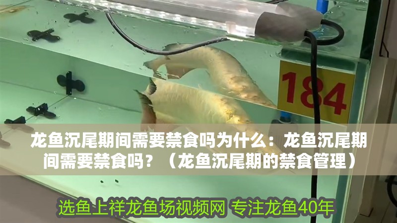 龍魚沉尾期間需要禁食嗎為什么：龍魚沉尾期間需要禁食嗎？（龍魚沉尾期的禁食管理）