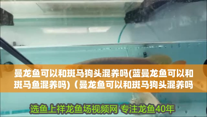 曼龍魚可以和斑馬狗頭混養(yǎng)嗎(藍曼龍魚可以和斑馬魚混養(yǎng)嗎)（曼龍魚可以和斑馬狗頭混養(yǎng)嗎）
