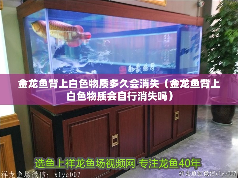 金龍魚背上白色物質多久會消失（金龍魚背上白色物質會自行消失嗎）