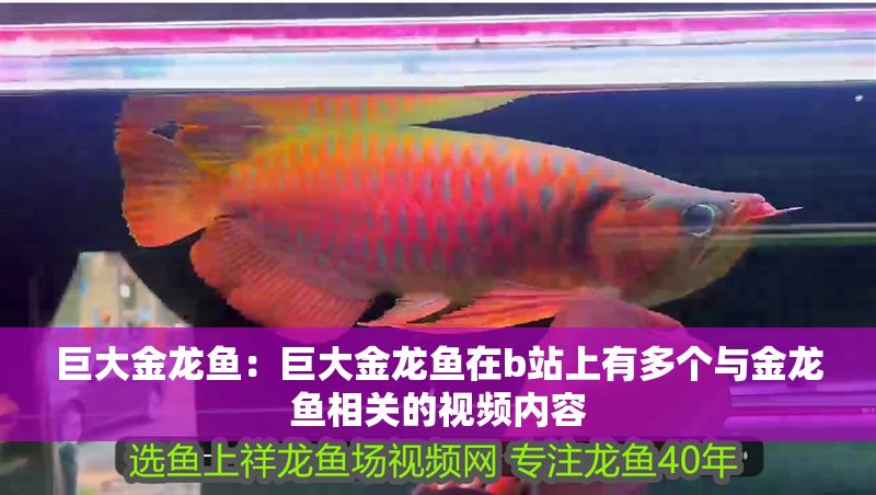 巨大金龍魚：巨大金龍魚在b站上有多個與金龍魚相關(guān)的視頻內(nèi)容