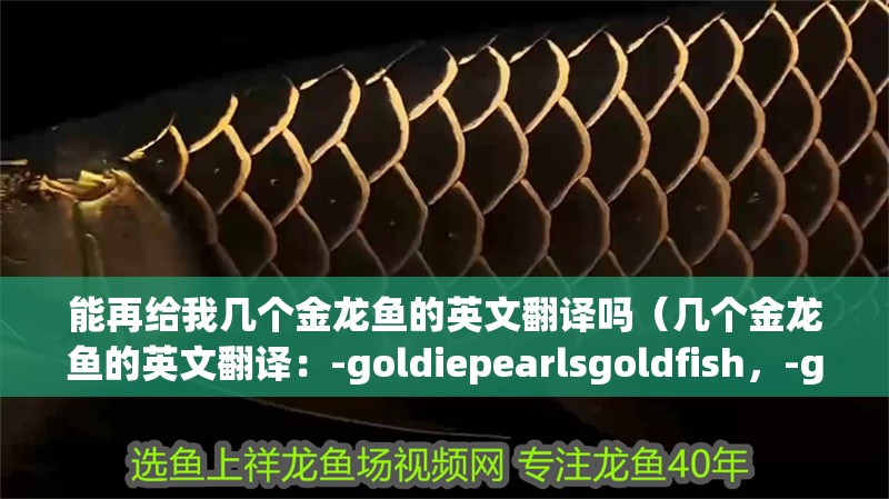 能再給我?guī)讉€(gè)金龍魚(yú)的英文翻譯嗎（幾個(gè)金龍魚(yú)的英文翻譯：-goldiepearlsgoldfish，-goldie）