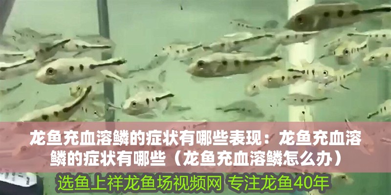 龍魚充血溶鱗的癥狀有哪些表現(xiàn)：龍魚充血溶鱗的癥狀有哪些（龍魚充血溶鱗怎么辦）