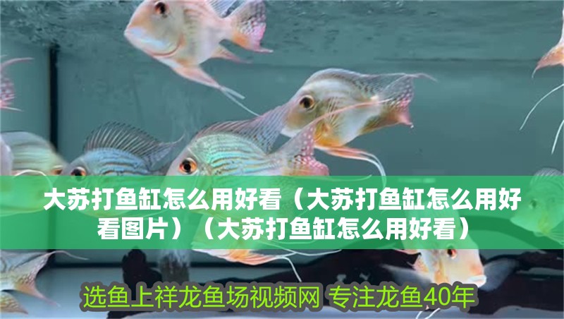 大蘇打魚缸怎么用好看（大蘇打魚缸怎么用好看圖片）（大蘇打魚缸怎么用好看）