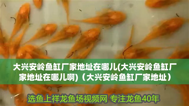 大興安嶺魚缸廠家地址在哪兒(大興安嶺魚缸廠家地址在哪兒啊)（大興安嶺魚缸廠家地址）
