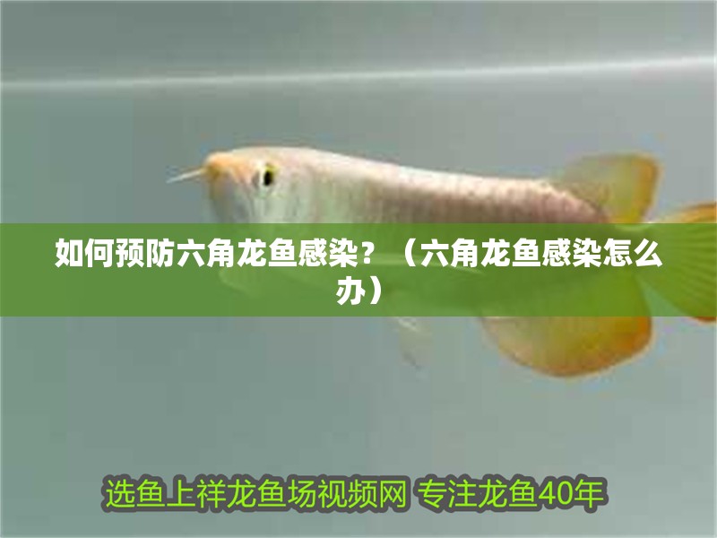 如何預防六角龍魚感染？（六角龍魚感染怎么辦）