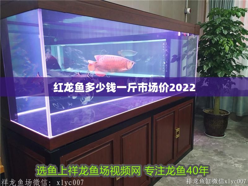 紅龍魚多少錢一斤市場價2022